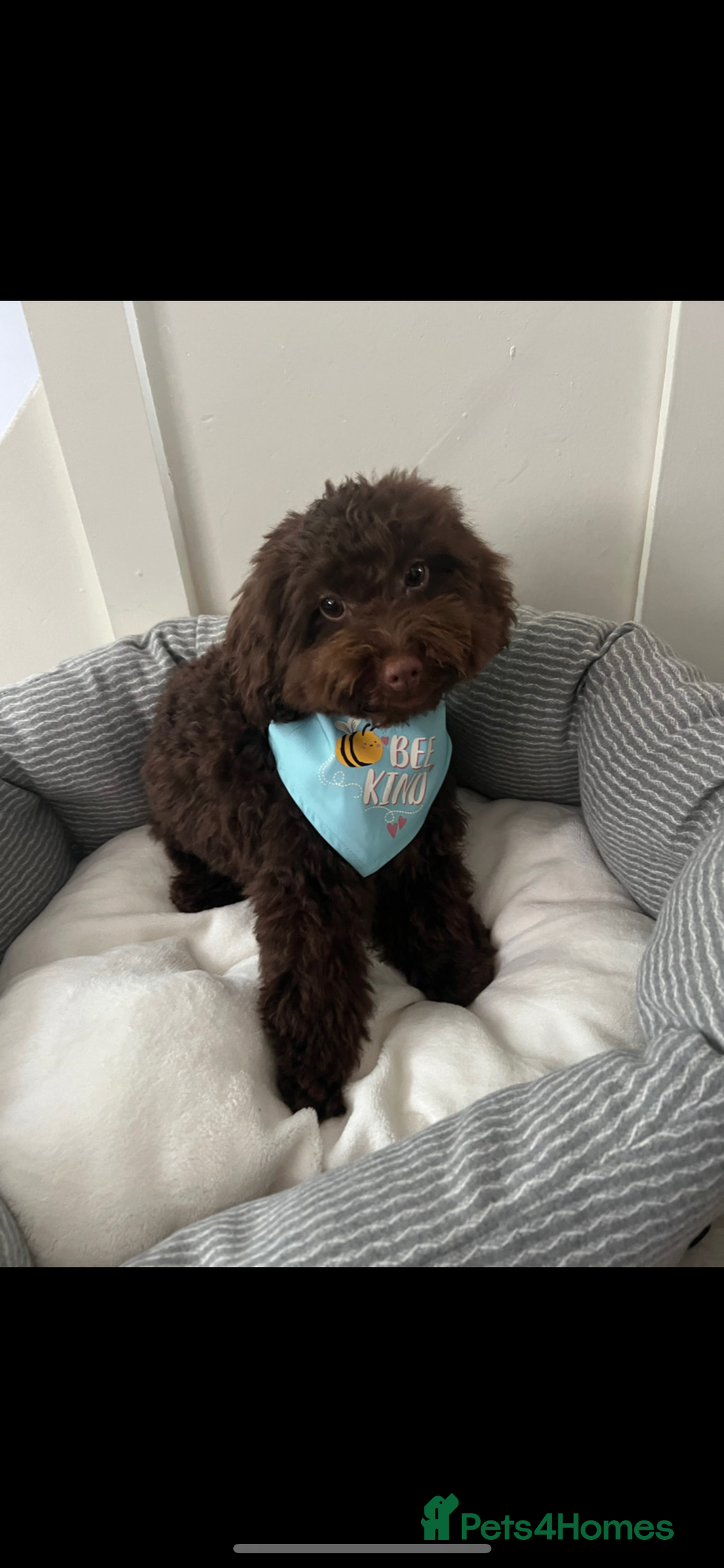 Toy Poodle dogs for sale: Male toy poodle  - Image 2