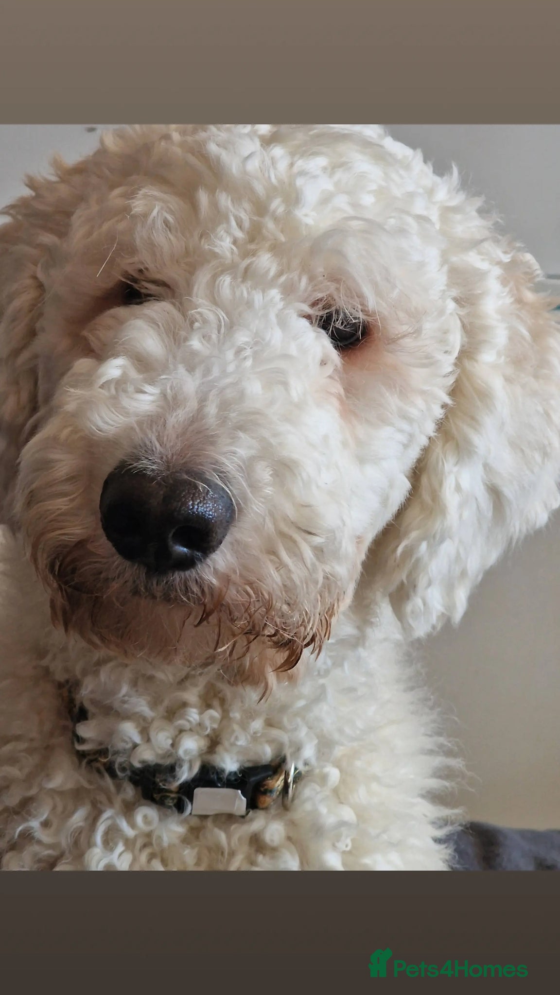 Standard Poodle dogs for stud: Standard White Poodle as stag - Advert 14