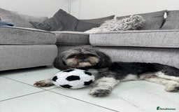 Shih Tzu dogs for sale: Rehoming -  Shih Tzu - Image 3