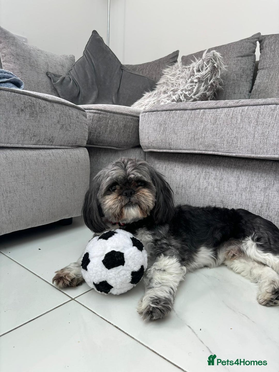 Shih Tzu dogs for sale: Rehoming -  Shih Tzu - Image 3