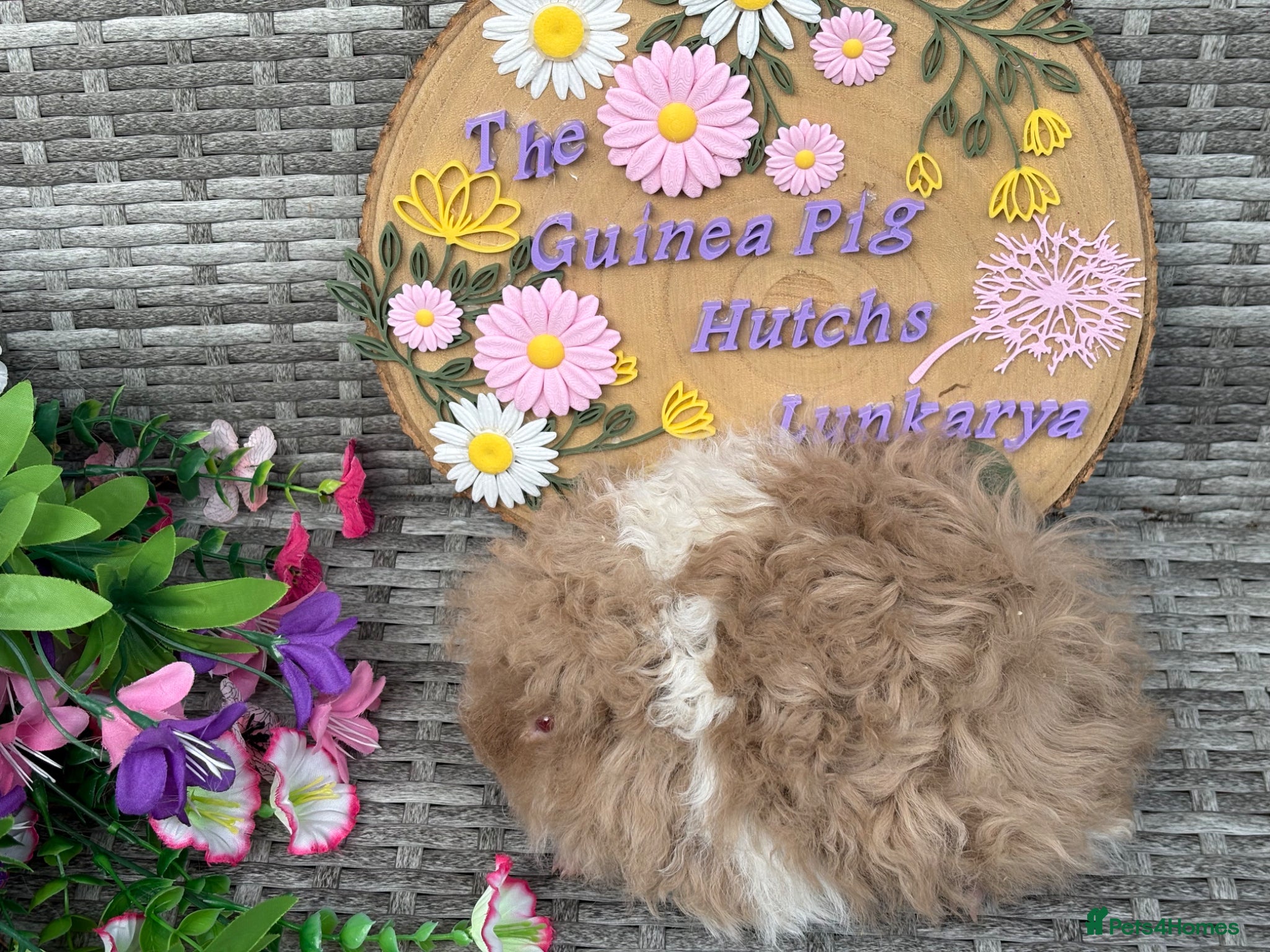 Guinea Pig rodents for sale: Purebred Lunkarya - Advert 23