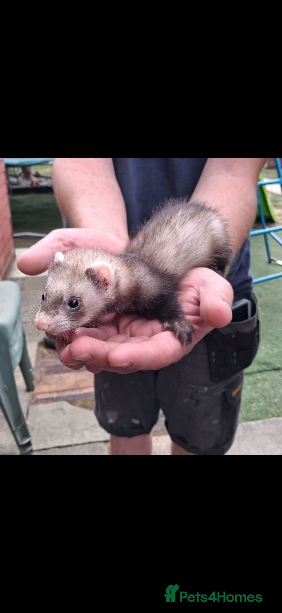 Ferret rodents Ferret kits - Advert 11