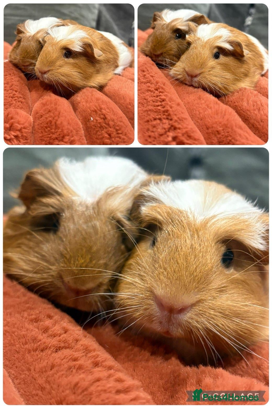 Guinea Pig rodents Baby Guinea Pigs - Advert 19