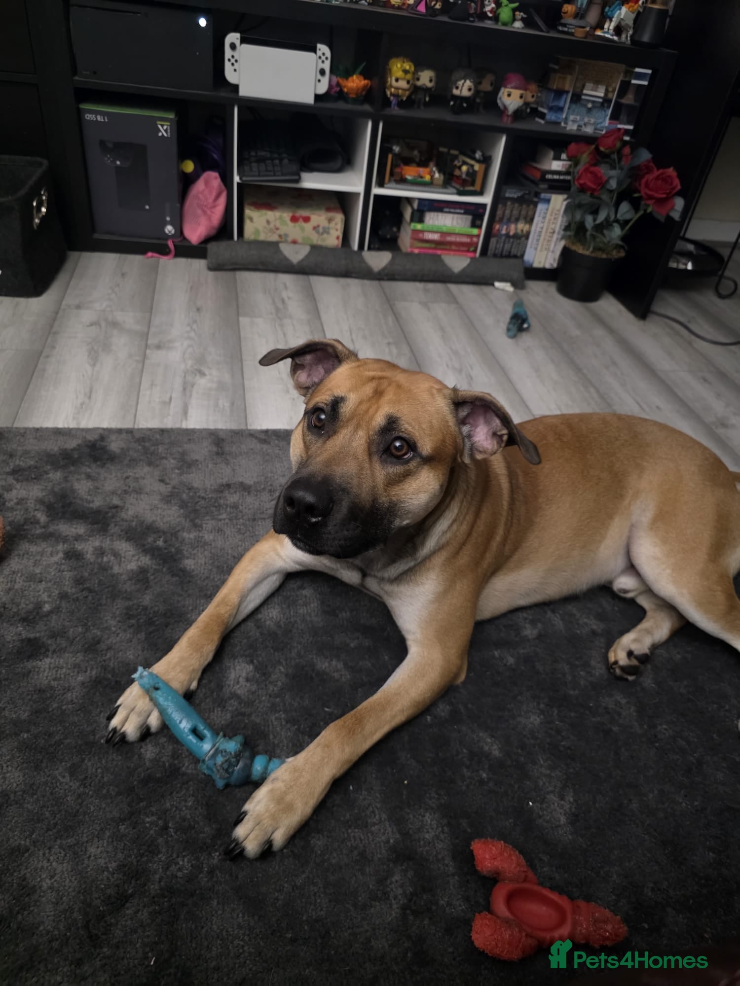 Mixed Breed dogs Need fast rehome of our gorgeous dog, Clay! - Advert 4