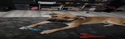 Mixed Breed dogs for sale: Need fast rehome of our gorgeous dog, Clay! in Exeter - Advert 1