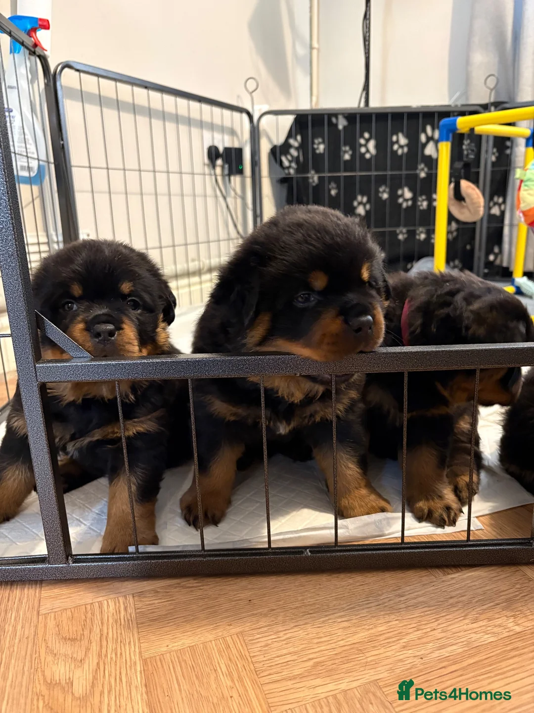 Rottweiler dogs for sale: ROTTWEILER PUPPIES 🐾 in Swansea - Advert 2