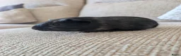 Guinea Pig rodents for sale: Three beautiful bonded boars for sale. in Benfleet - Advert 3
