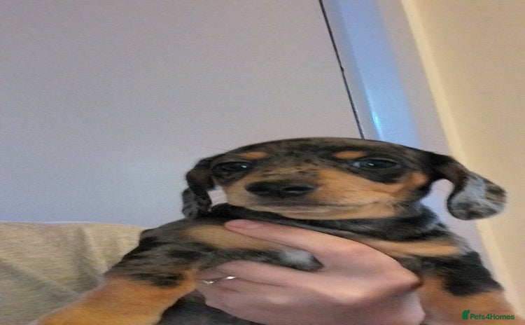 Dachshund dogs - Advert 1
