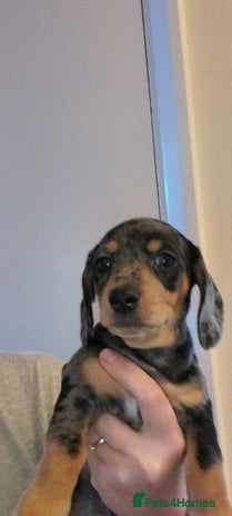 Dachshund dogs - Advert 2