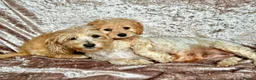 Maltipoo dogs for sale: BEAUTIFUL F1B MALTIPOO GIRL READY TO LEAVE! - Advert 4