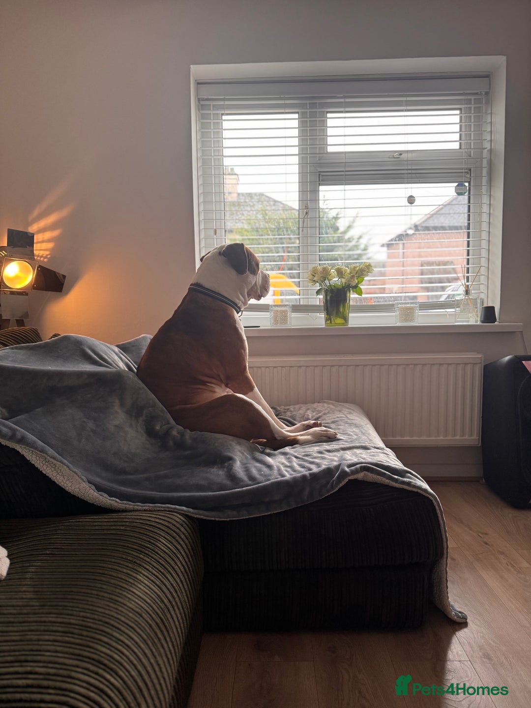 Mixed Breed dogs for sale: Boysie - Advert 6