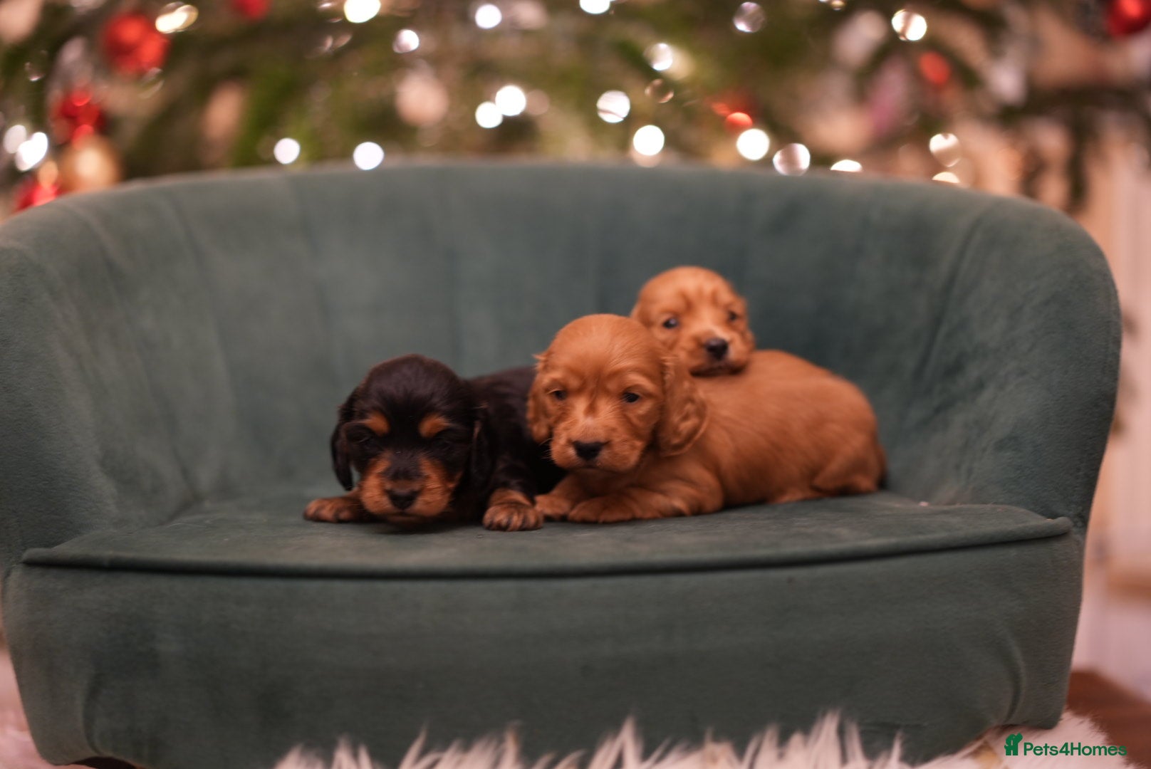 Miniature Dachshund dogs Exceptional Champion Bloodlines KC Registered PRA - Advert 12