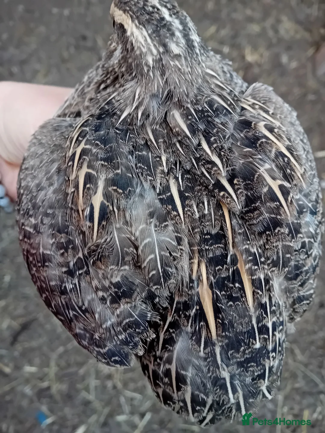 Quail poultry for sale: POL Coturnix Quail Hens  - Advert 2