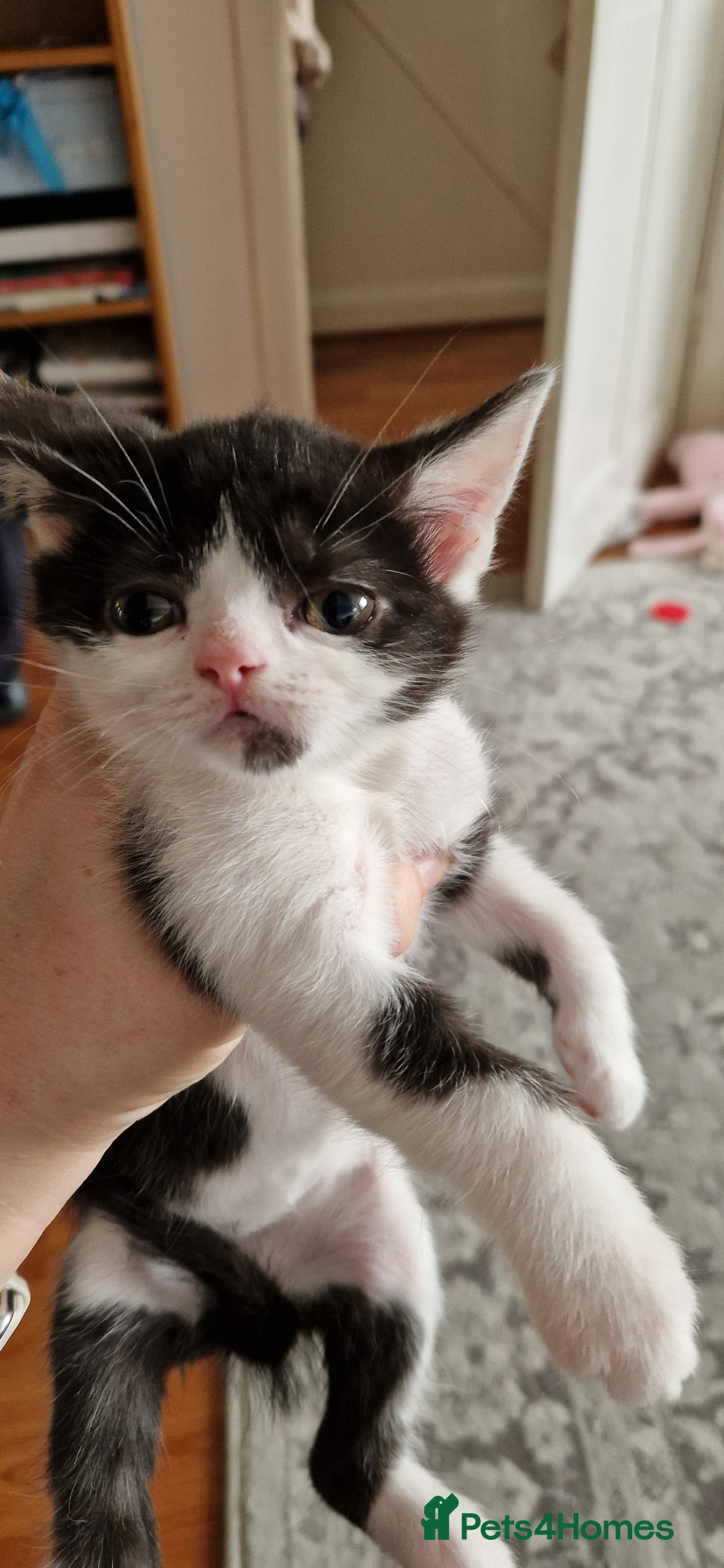 British Shorthair cats for sale: British shorthair mix looking for new home - Advert 7