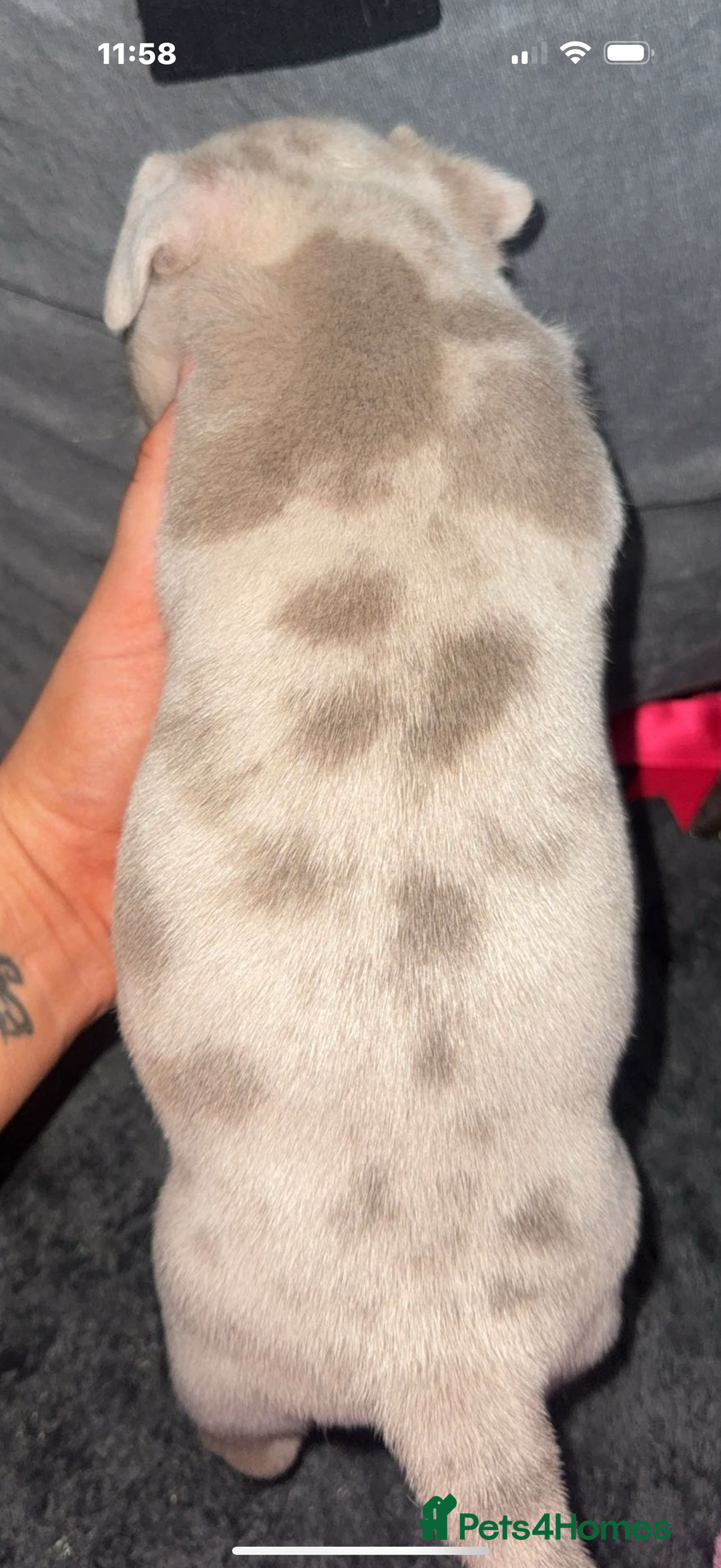 Mixed Breed dogs for sale: Last pup.. male!! Staff x pocket bully pups - Advert 4