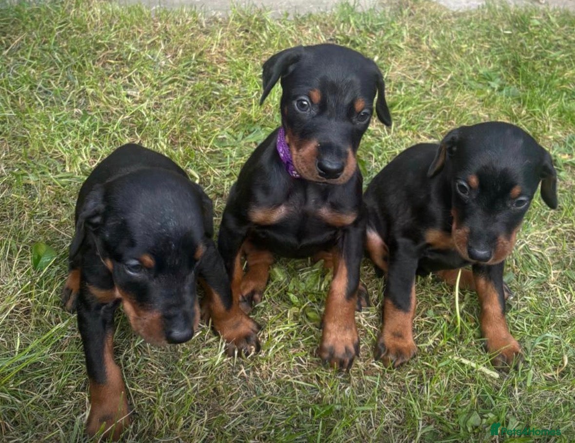 Dobermann dogs Kc reg Health tested parents Black and Tan girls  - Advert 2