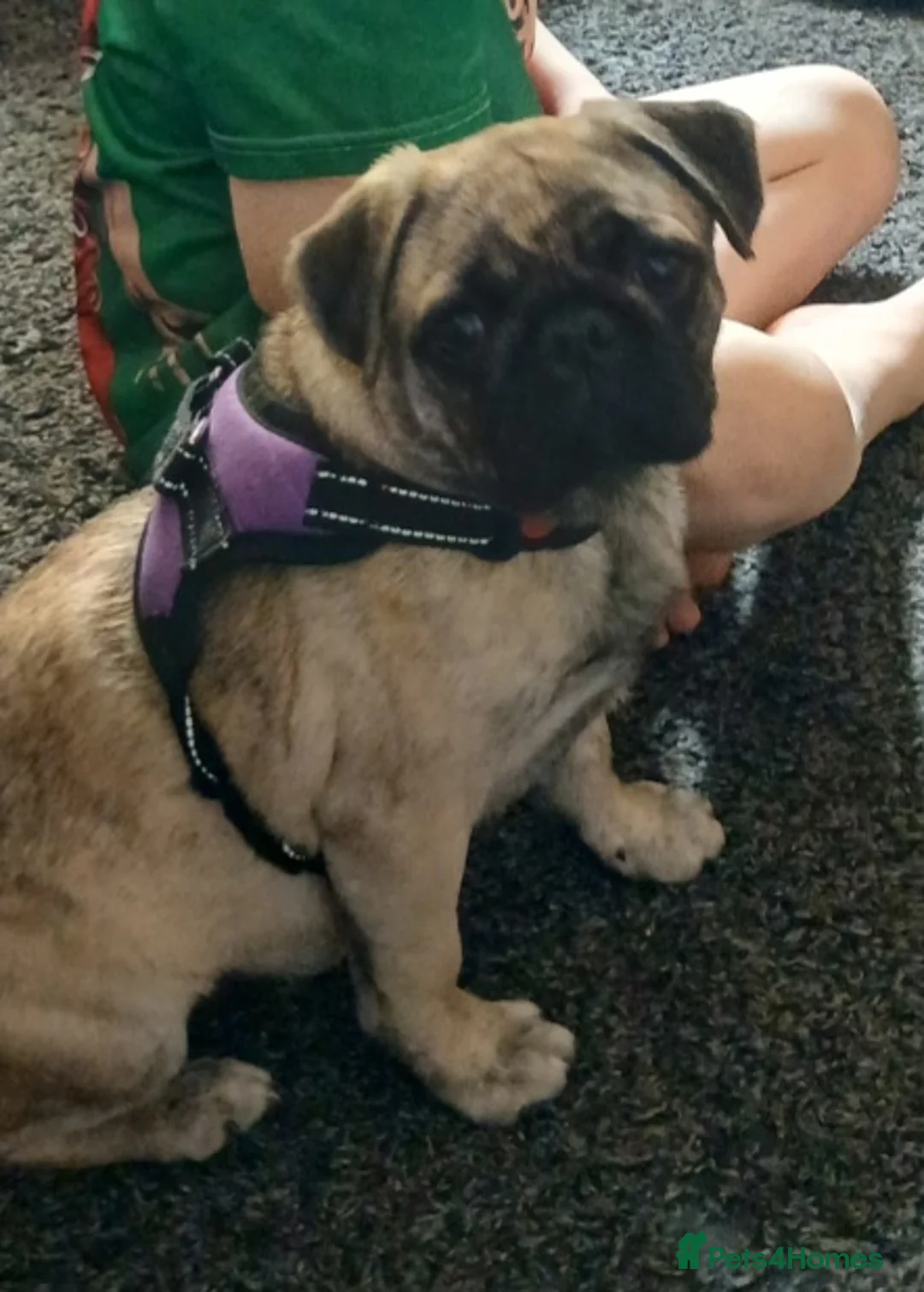 Pug dogs for sale: Beautiful female pug in Sutton-in-Ashfield - Advert 5