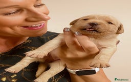Labrador Retriever dogs for sale: 🐾 Ready 13th Oct. KC vet approved only 3 left 💕 - Image 12
