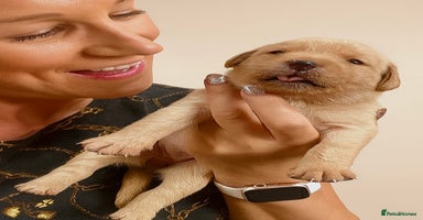 Labrador Retriever dogs - Advert 8