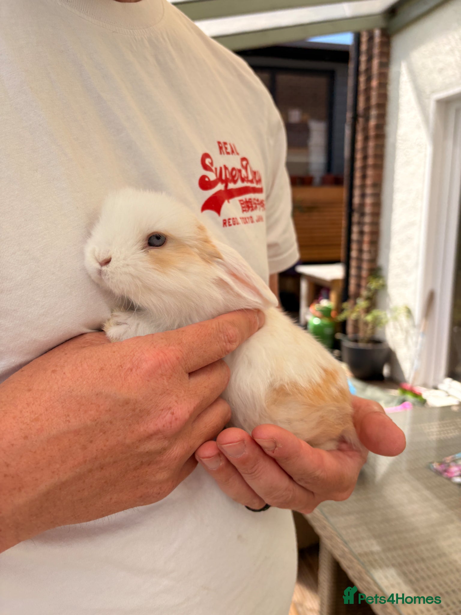 Mini Lop rabbits Mixed Mini Lop Bunnies - Advert 5