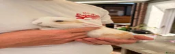 Mini Lop rabbits for sale: Mixed Mini Lop Bunnies - Advert 5