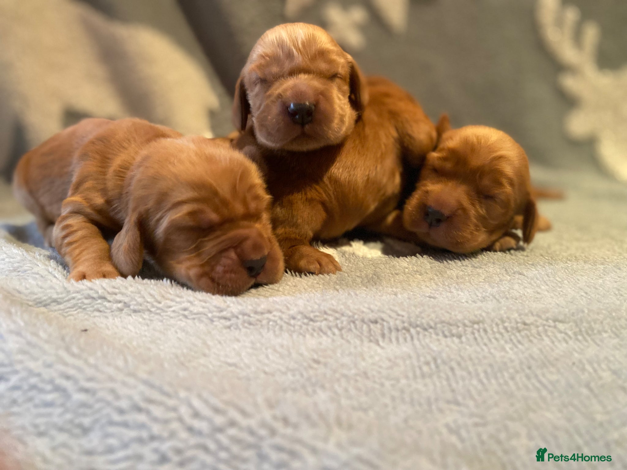 Cocker Spaniel dogs KC Reg Show Type Cocker Spaniel puppies - Advert 1