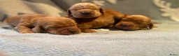Cocker Spaniel dogs for sale: KC Reg Show Type Cocker Spaniel puppies - Advert 13