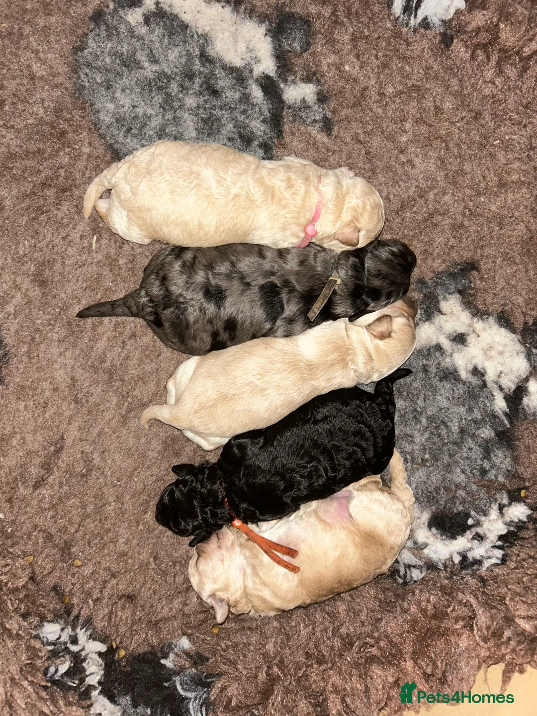 Maltipoo dogs for sale: Gorgeous maltipoo puppies  - Advert 5
