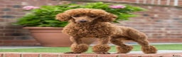 Miniature Poodle dogs for stud: Donnajays 5 * Professional stud HEALTH TESTED in Stafford - Advert 2