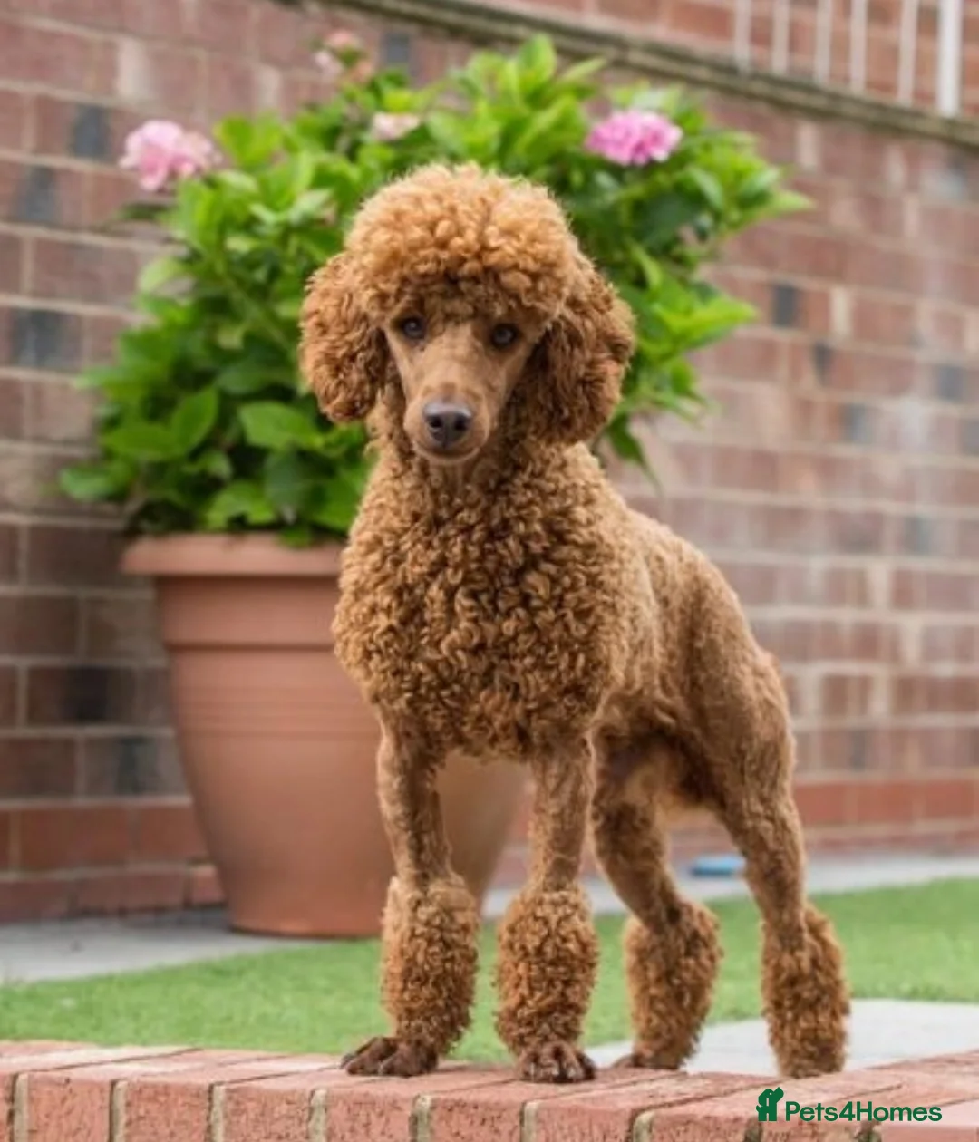 Miniature Poodle dogs for stud: Donnajays 5 * Professional stud HEALTH TESTED in Stafford - Advert 2