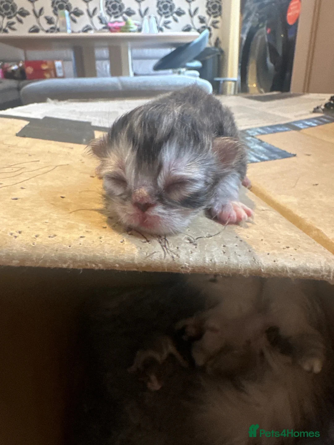 Persian cats for sale: 4 stunning pure Persian chinchilla kittens  - Advert 2