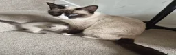 Siamese cats for sale: Siamese x kitten  - Advert 6