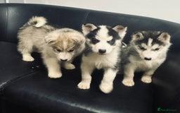 Siberian Husky dogs for sale: Siberian husky - Advert 9