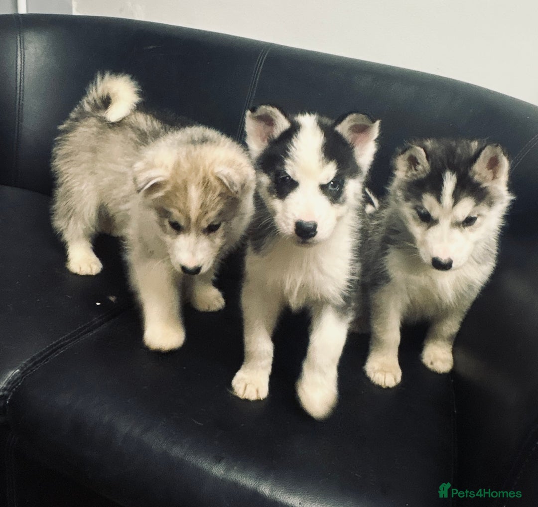 Siberian Husky dogs for sale: Siberian husky - Advert 9