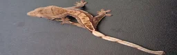 Gecko reptiles for sale: Baby crested geckos, unsexed. High quality in Stroud - Advert 5