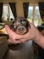 Dachshund Puppy 5