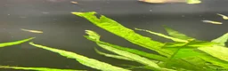 Live Bearers fish for sale: Guppy and Guppy x Endlers in Evesham - Advert 2