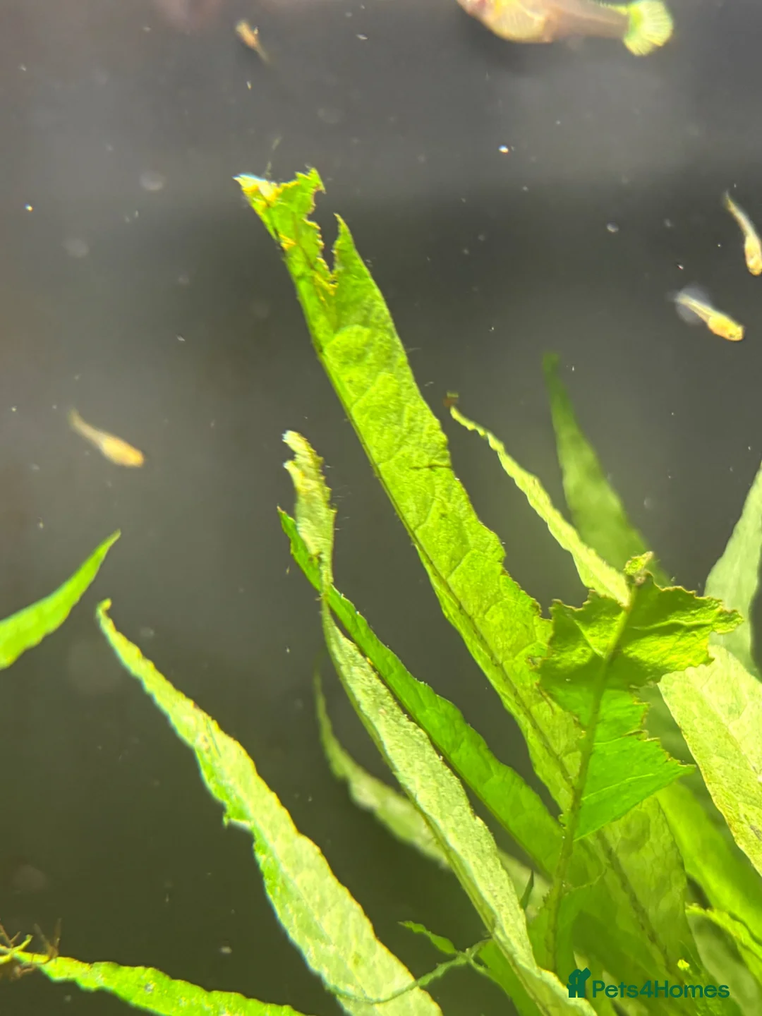 Live Bearers fish for sale: Guppy and Guppy x Endlers in Evesham - Advert 2