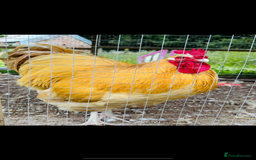 Chickens poultry for sale: Buff Orpington Cockerel  - Image 1