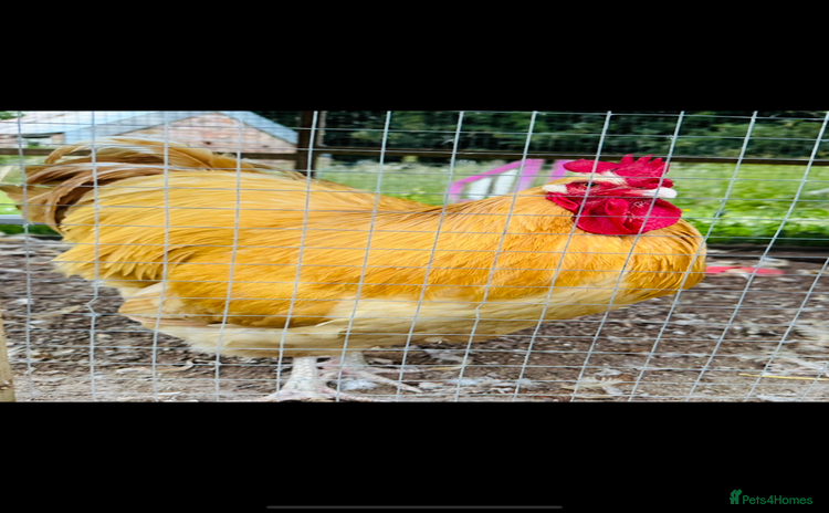 Chickens poultry - Advert 2