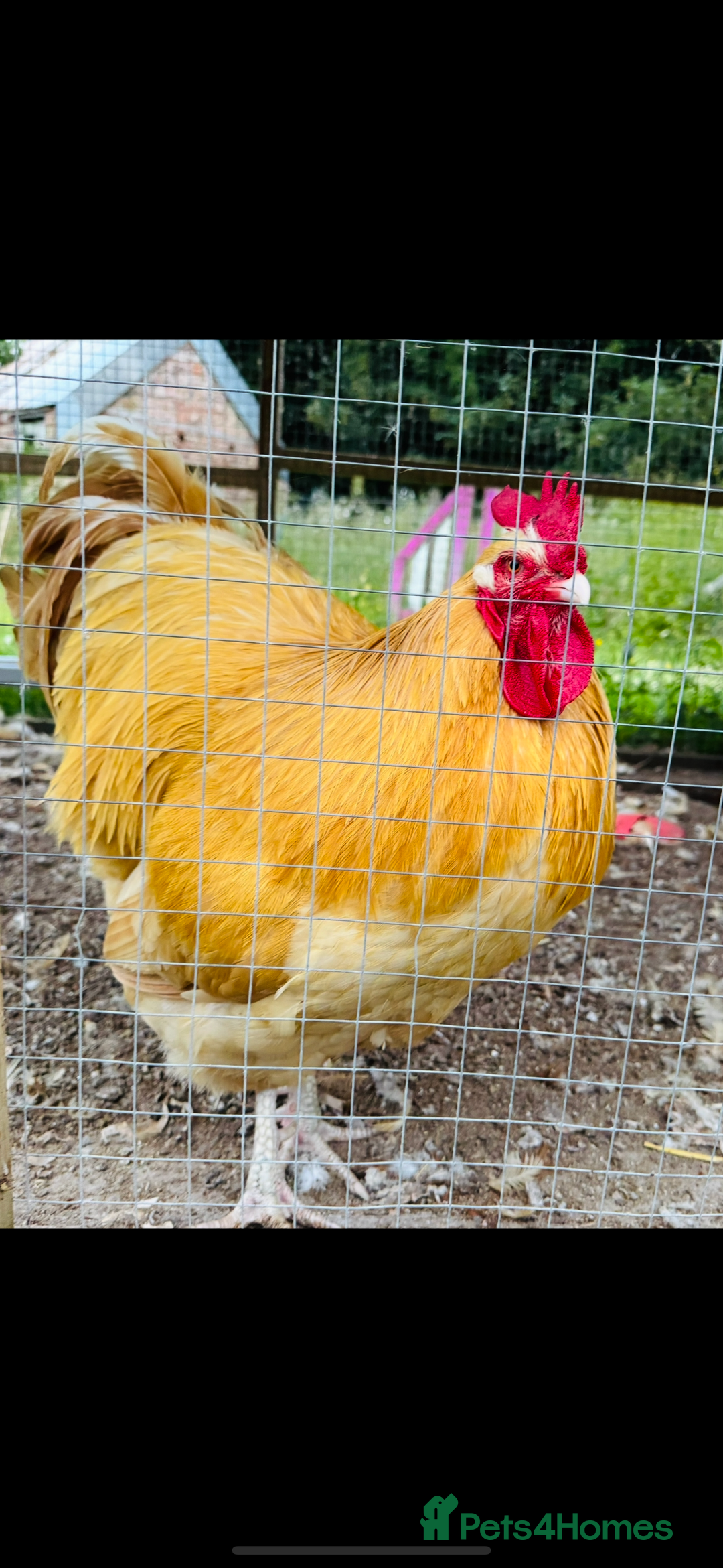 Chickens poultry for sale: Buff Orpington Cockerel  - Image 1
