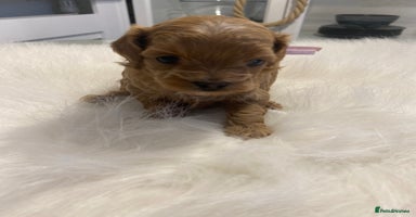 Maltipoo dogs ✨ Luxury Asian Maltipoo F1b – Rare Brown Mini ✨ - Advert 10