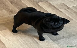 Pug dogs for sale: Beautiful black pug girl - Image 2