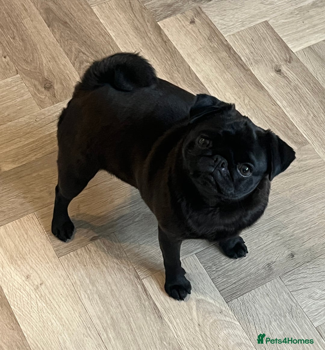 Pug dogs for sale: Beautiful black pug girl - Image 2