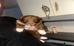 Border Collie dogs for sale: Collie pups - Image 1