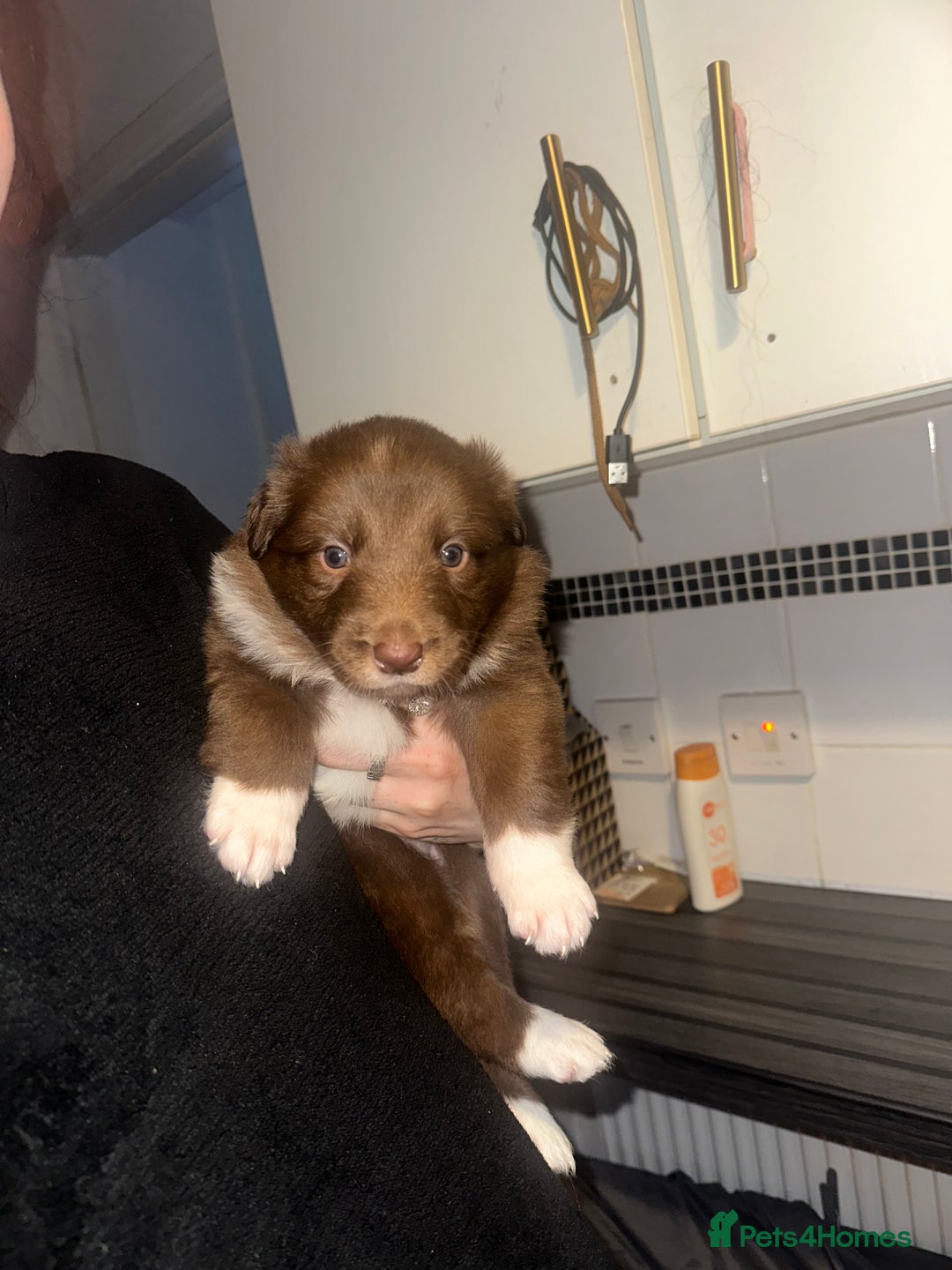 Border Collie dogs for sale: Collie pups - Image 1