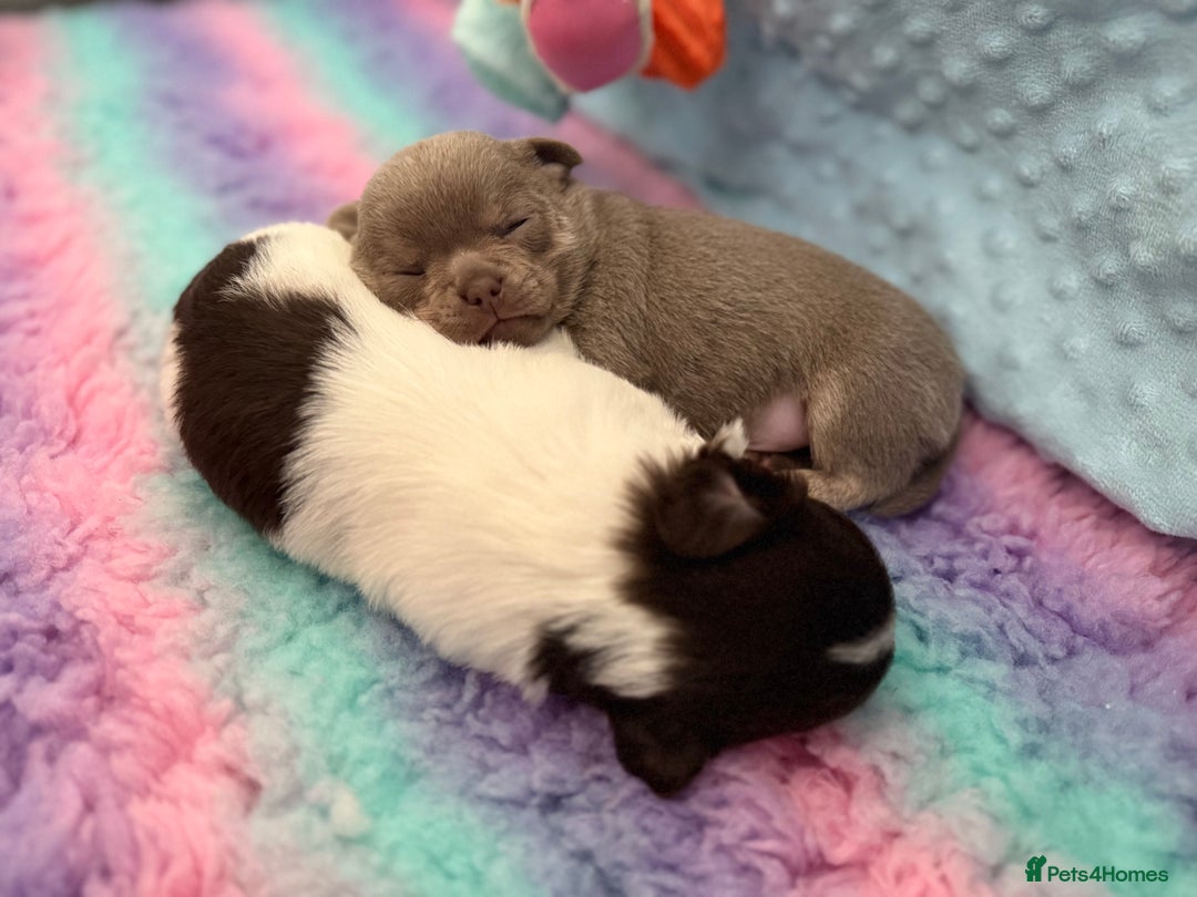 Chihuahua dogs for sale: KC reg Handsome lilac & tan boy 🍎 🐶  - Image 15