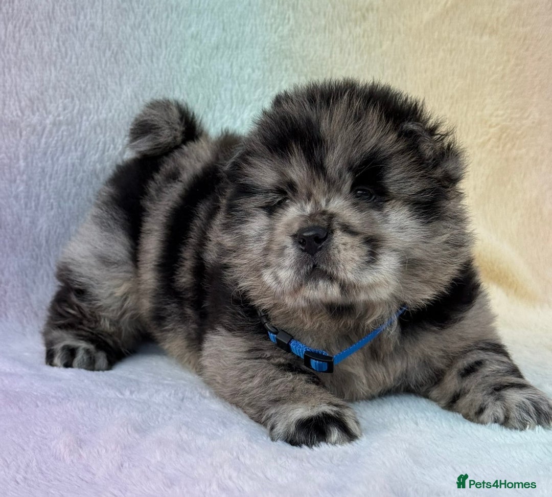 Chow Chow dogs for sale: American Blood Line Chow Chow Puppies  - Advert 29