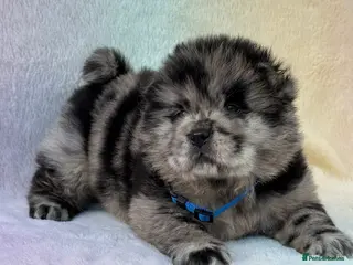 Chow Chow dogs American Blood Line Chow Chow Puppies - Advert 4