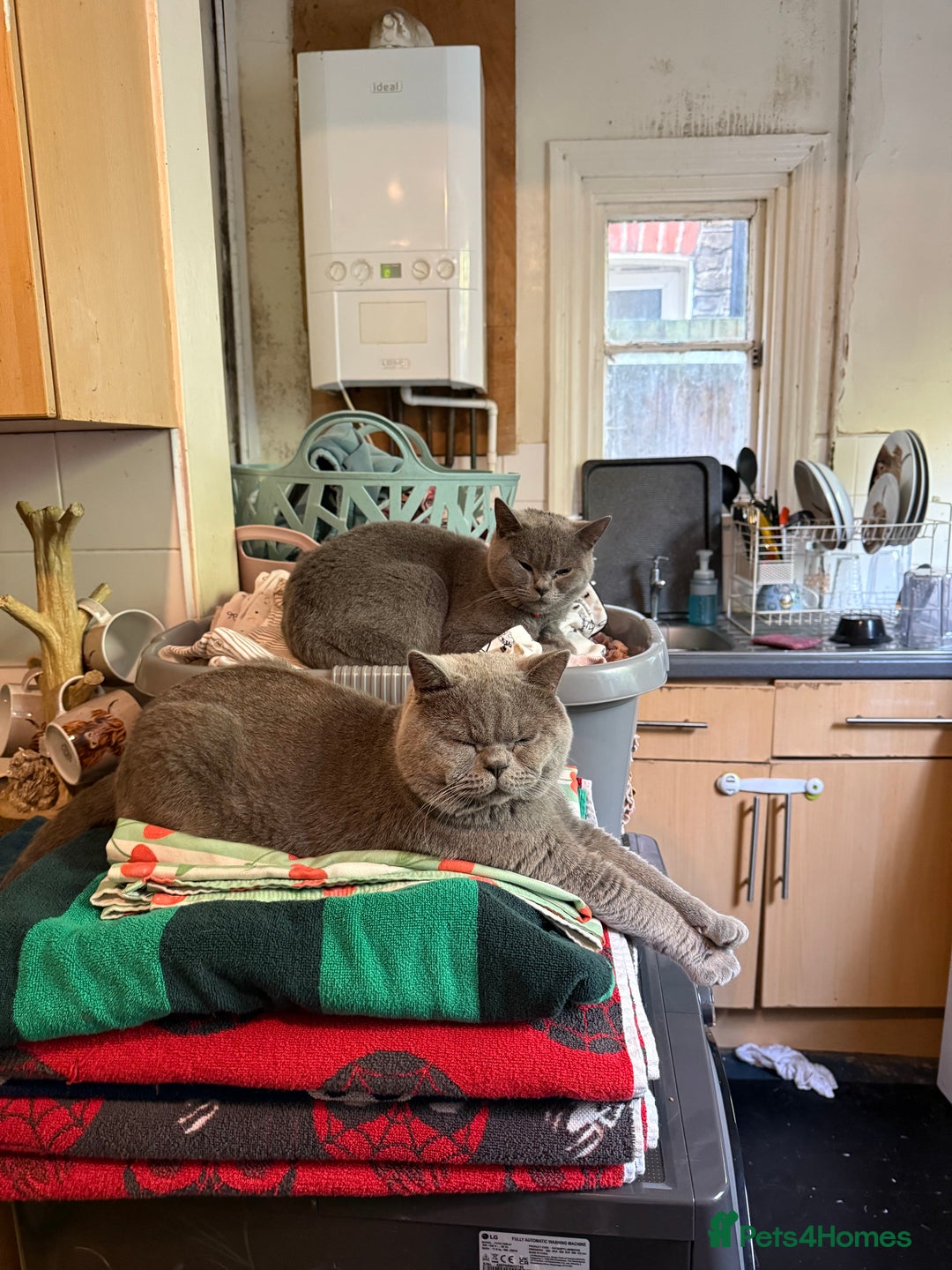 British Shorthair cats for sale: Beautiful British shorthair  - Image 1